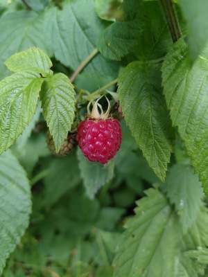 A ripe raspberry taken with the Fairphone 6.