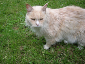 The cat I had as a child; an old ginger long-haired cat with brown eyes.